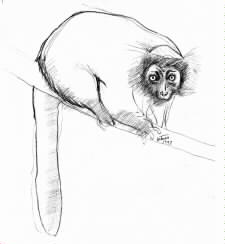 Lemur Drawing